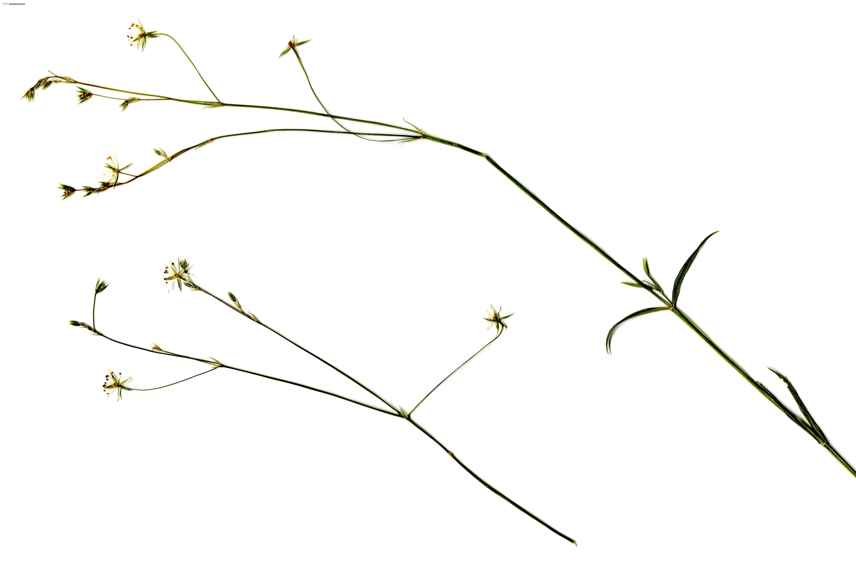 Stellaria graminea (Caryophyllaceae)